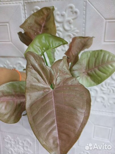 Сингониум неон