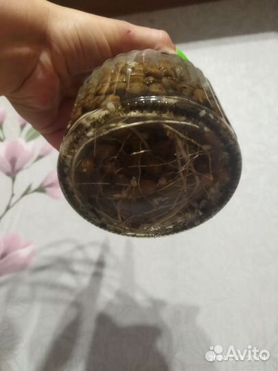 Монстера Альба черенок