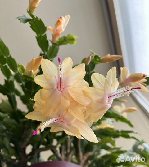 Декабристы шлюмбергера сортовые