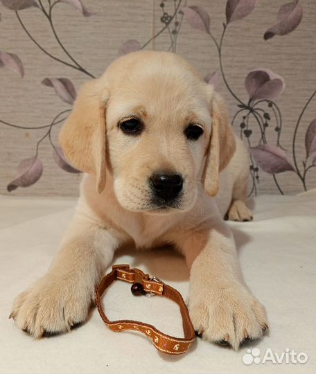 Щенки лабрадора