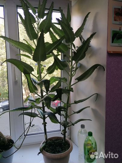 Каланхоэ лечебное 1м15см