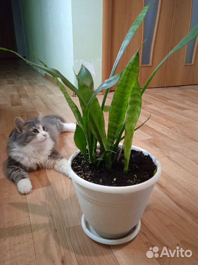 Сансевиерия