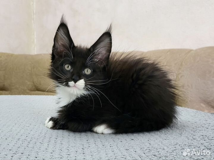 Котята мейн-кун