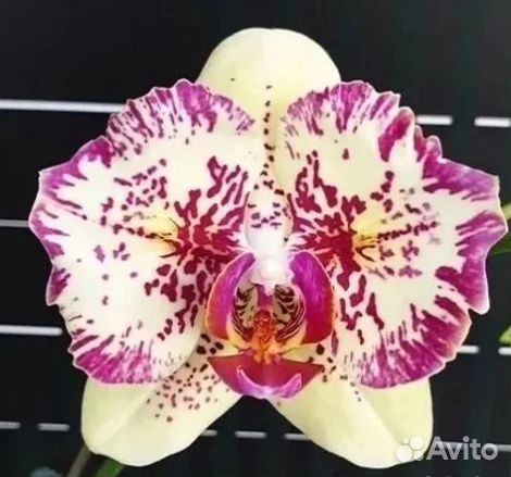 Орхидея фаленопсис бабочка Спот Леопард пелорик