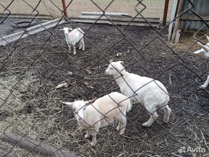 Козлята