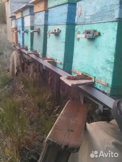 Прополис, улья, сушь, инвентарь