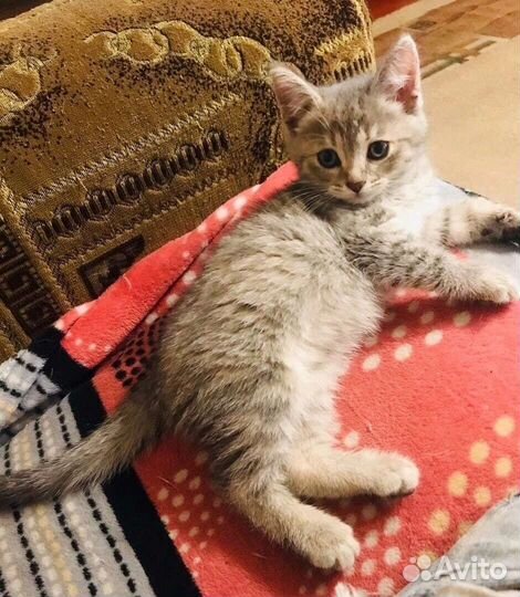 Котёнок ищет дом