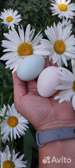 Куры Амераукана