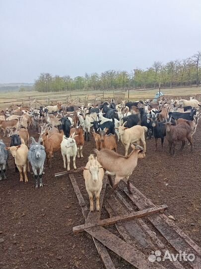 Козы на мясо