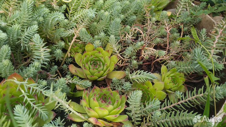 Каменная роза + очиток