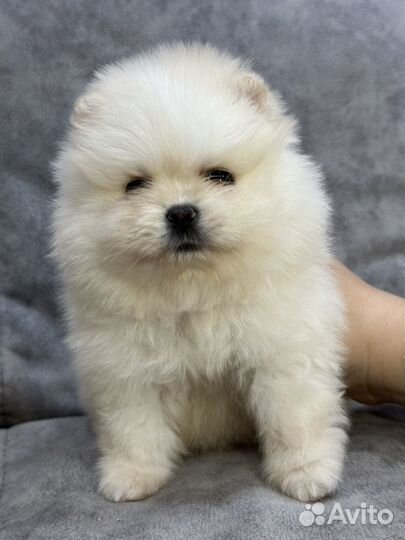 Малыши померашки мини куколки