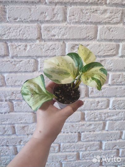 Эпеприум хеппи лиф