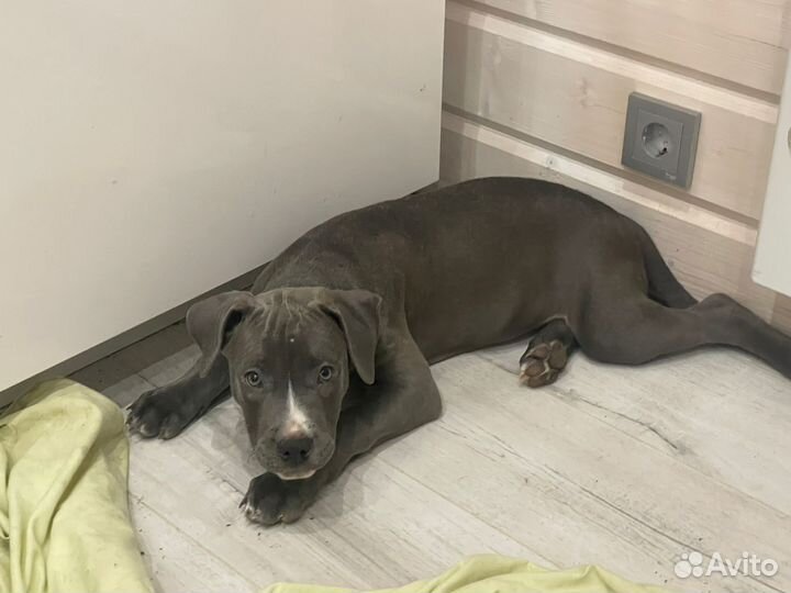 Щенки питбуля