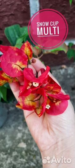 Коллекция Бугенвиллий