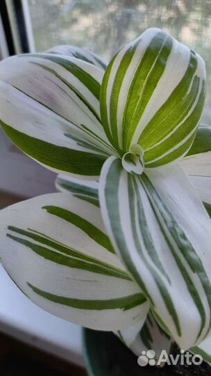 Традесканция белая с розовым. Триколор