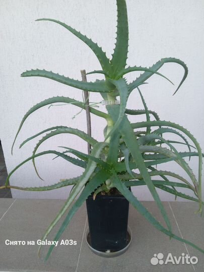 Алоэ столетник