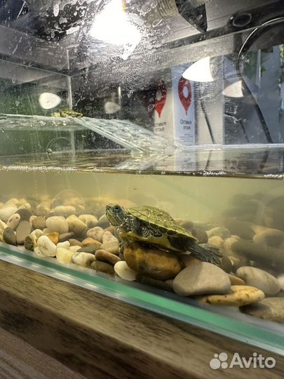 Красноухая черепаха маленькая