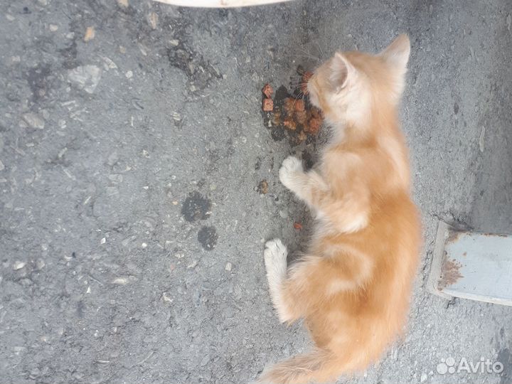 Котенок