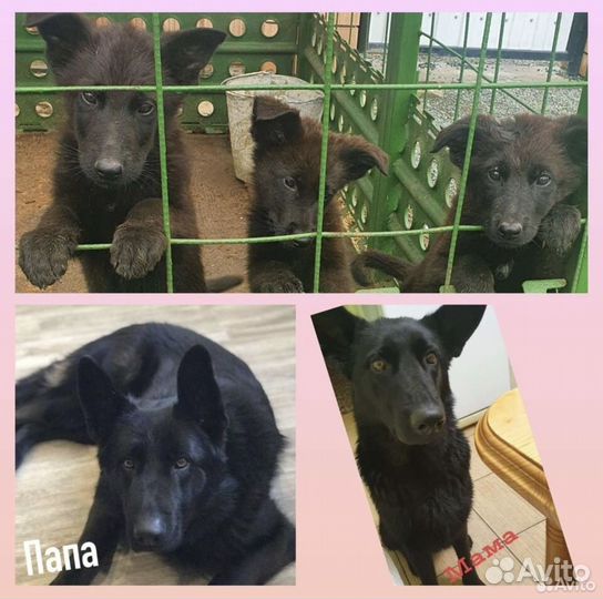 Немецкая овчарка