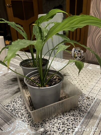 Спатифиллум