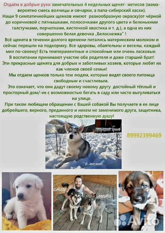 Собака в добрые руки отдам бесплатно