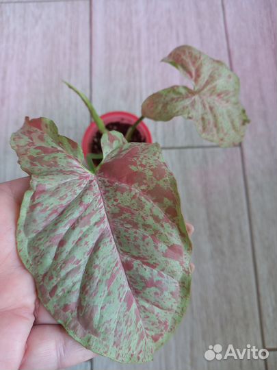 Сингониум конфетти милк