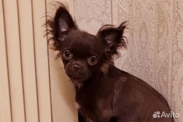 Чихуахуа д/ш шоколадный мальчик