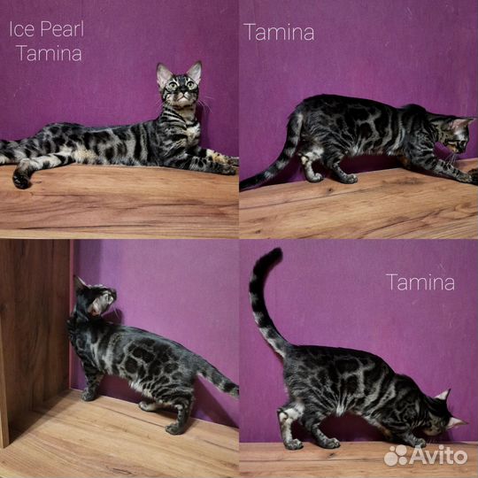 Котик угольная сепия
