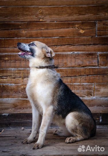 Собачкам приюта, средним и маленьким, нужен дом
