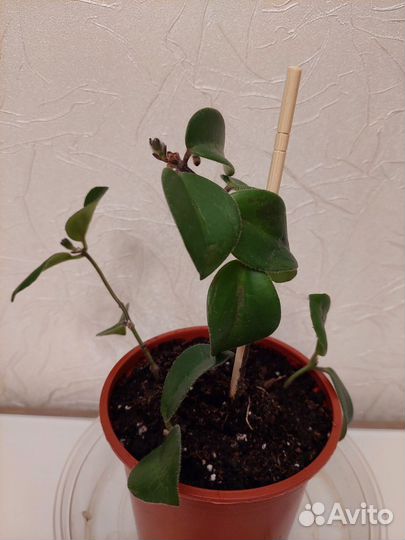 Эсхинантус Мона Лиза