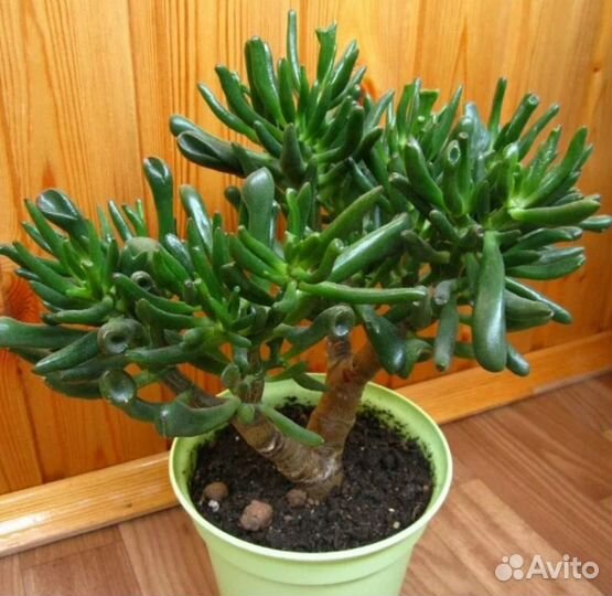 Комнатные растения цветы