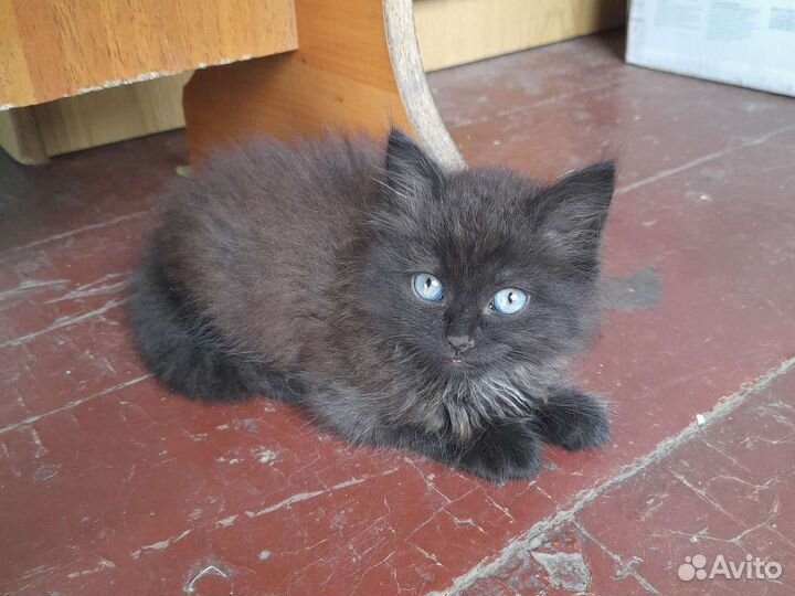 Котята бесплатно