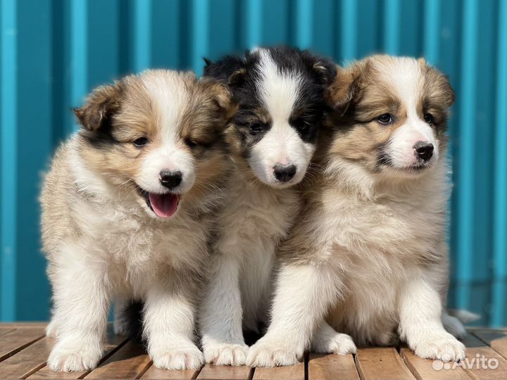 Бордер колли, щенки разных окрасов