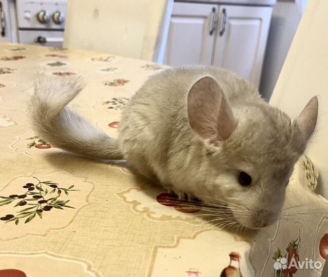 Шиншилла мальчик
