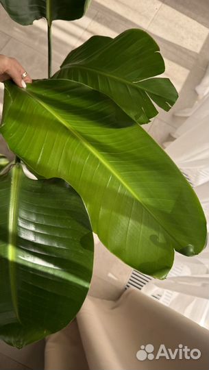 Стрелиция Николая, роскошное комнатное растение