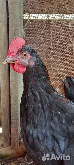 Чёрный маран