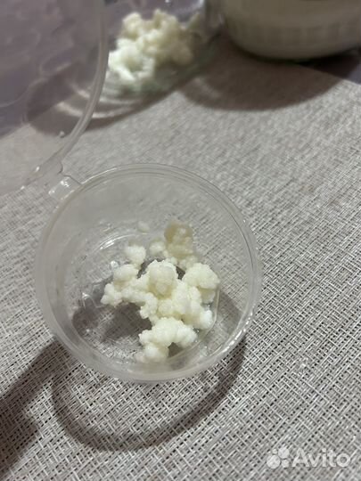 Кефирный молочный гриб