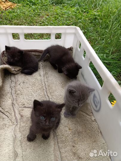 Котята и мама-кошка ищут дом