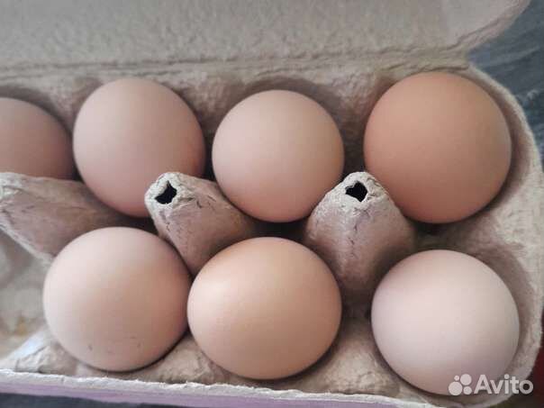 Инкубационное яйцо мехеленской кукушки золотой