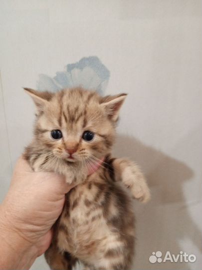 Котята шотландцы