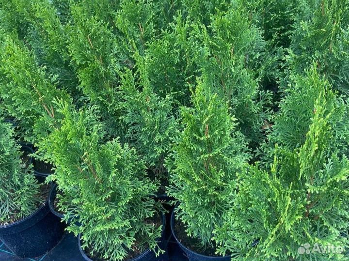 Туя смарагд