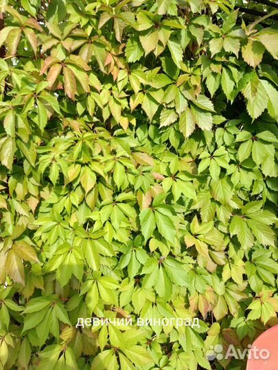 Саженцы декоративных кустарников