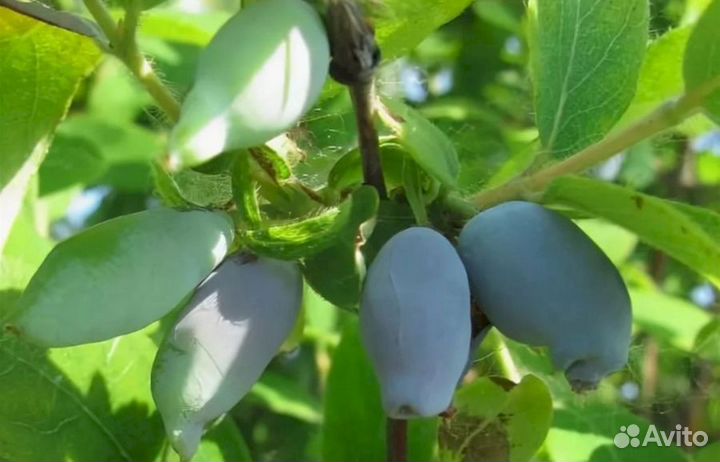 Саженцы жимолости Московская