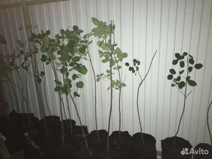 Ирга вид ольхолистная, сорт 