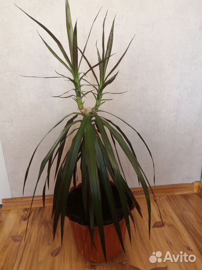 Пальма драцена