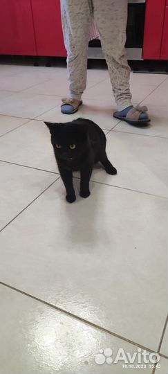 Кошечка в добрые руки