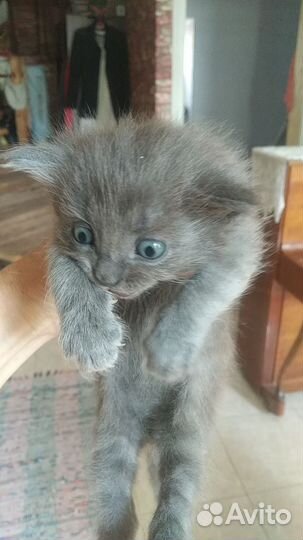 Котенок няшка