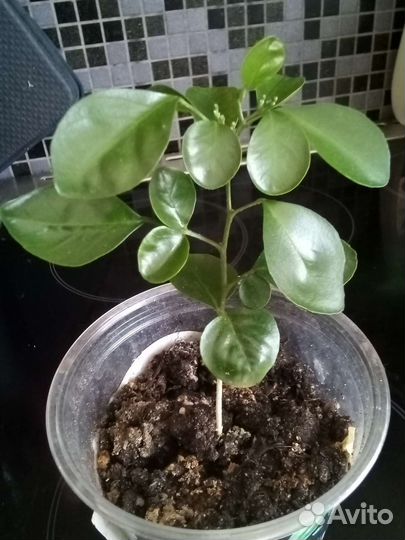 Мурайя метельчатая