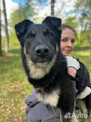 Добрый Эль ищет семью и дом