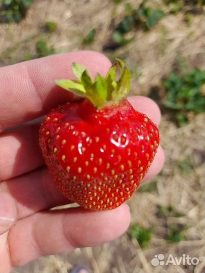 Рассада клубники зинга зингана